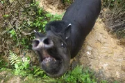Tapir Carneval schaut gefährlich, ist aber ganz friedfertig. Tapir Carneval schaut gefährlich, ist aber ganz friedfertig.