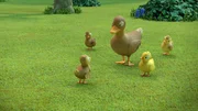 Hurra! Derek hat seine Entenfamilie wiedergefunden. Hurra! Derek hat seine Entenfamilie wiedergefunden.