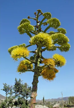 WDR Fernsehen ABENTEUER ERDE, "Baja California - Das andere Kalifornien", Film von Paul Reddish am Dienstag (13.03.12) um 20:15 Uhr. Erst nach vielen Jahren bildet eine Agave ihren riesigen Bl&uuml;tenschaft.