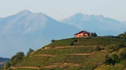 Das Piemont ist f&uuml;r seine hervorragenden Weine bekannt.