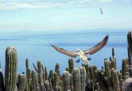 WDR Fernsehen ABENTEUER ERDE, "Baja California - Das andere Kalifornien", Film von Paul Reddish am Dienstag (13.03.12) um 20:15 Uhr. Ehe es bei den Blaufu&szlig;-T&ouml;lpeln im Golf von Kalifornien zur Paarung kommt, fliegen die Weibchen &uuml;ber die Insel und nehmen die M&auml;nnchen auf dem Boden unter die Lupe.