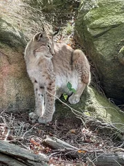 Ausgewilderter Luchs Ausgewilderter Luchs