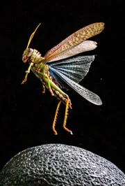 Bei diesem großen Insekt handelt es sich um eine Tropidacris collaris, die gemeinhin als Violettflügel-Heuschrecke oder Guyana-Riesenheuschrecke bekannt ist. Bei diesem großen Insekt handelt es sich um eine Tropidacris collaris, die gemeinhin als Violettflügel-Heuschrecke oder Guyana-Riesenheuschrecke bekannt ist.
