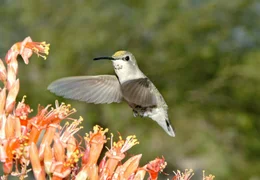 Kolibris holen sich den Nektar, wenn die Pflanzen in den Trockenzonen pr&auml;chtige Bl&uuml;ten austreiben.