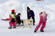 Schlittenhunde sind seit Jahrhunderten fest in der grönländischen Kultur verankert. Schlittenhunde sind seit Jahrhunderten fest in der grönländischen Kultur verankert.