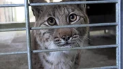 Wie Zoos, Behörden und Naturschutzorganisationen gemeinsam daran arbeiten, den Luchs wieder dauerhaft in unseren Wäldern heimisch zu machen Wie Zoos, Behörden und Naturschutzorganisationen gemeinsam daran arbeiten, den Luchs wieder dauerhaft in unseren Wäldern heimisch zu machen