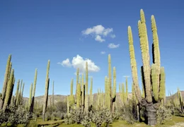 WDR Fernsehen ABENTEUER ERDE, "Baja California - Das andere Kalifornien", Film von Paul Reddish am Dienstag (13.03.12) um 20:15 Uhr. Der Cardon-Kaktus ist der gr&ouml;&szlig;te Kaktus der Welt.