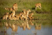 Members of the Summer's Pride drink and relax at a watering hole, taking a moment to quench their thirst. Members of the Summer's Pride drink and relax at a watering hole, taking a moment to quench their thirst.