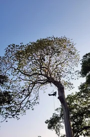Hyazintharas br&uuml;ten nur in alten und hohen Manduvi-B&auml;umen. Um an die Nester zu kommen, ben&ouml;tigen die Wissenschaftler Bergsteigerausr&uuml;stung.