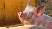 Glückliches Schwein. Glückliches Schwein.