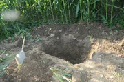 Cornfield where body was found Cornfield where body was found