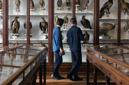 Gest&uuml;tzt durch wissenschaftliche Fakten und ornithologische Beobachtungen geht der Film auf Spurensuche, um das Gezwitscher unserer gefiederten Freunde zu verstehen.