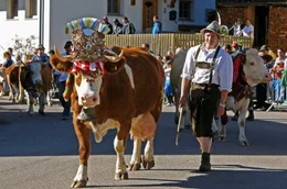 Herbstliche Tradition in Rein bei Sand in Taufers: der Almabtrieb.