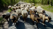 Rund 800 Schafe ziehen mit der Helferin Heidi Luft umher. Rund 800 Schafe ziehen mit der Helferin Heidi Luft umher.