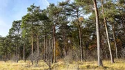 Kiefern können bis zu 40 Meter hoch werden. Kiefern können bis zu 40 Meter hoch werden.