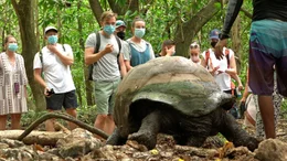 Urlaub auf den Seychellen &ndash; oder gar dort heiraten? Die Inselgruppe ist f&uuml;r viele ein Traum, vor allem f&uuml;r Deutsche, die hier die G&auml;steliste zahlenm&auml;&szlig;ig anf&uuml;hren. Sie ist aber auch immer noch ein Traum f&uuml;r Natursch&uuml;tzer, die auf den Seychellen auch von der Regierung unterst&uuml;tzt werden. Obwohl das Archipel nur 0,13 Prozent der Landfl&auml;che Deutschlands hat, ist sein neues Meeresschutzgebiet gr&ouml;&szlig;er als die Bundesrepublik. Und dennoch: Das Paradies ist bedroht. Wir zeigen in unserer Reportage die Sch&ouml;nheit der Insel, mit ihren seltenen Tierarten, gl&uuml;cklichen Hochzeitspaaren und wei&szlig;en Str&auml;nden. - Schildkr&ouml;te