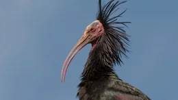 Der Waldrapp wird auch Schopfibis genannt.