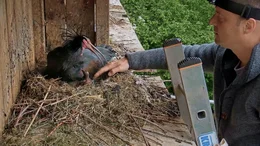 Waldrapp in Burghausen; Waldrappweibchen Luna am Nistplatz in Burghausen.; Vogelbetreuerin Corinna Esterer lockt Waldrappe an ein Fangnetz.; Vogelbetreuer Oliver Habel kontrolliert die Eier.