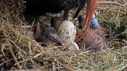 Bis zu f&uuml;nf K&uuml;ken ziehen Waldrappe auf.