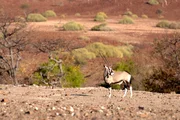 Eine Oryxantilope in der Kunene Region
