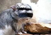 Die Viscachas haben im Kleinsäugerhaus der Wilhelma haben Nachwuchs. Die Viscachas haben im Kleinsäugerhaus der Wilhelma haben Nachwuchs.