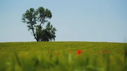 Dialekt ist die erste Sprache. Heimat, die man mit sich tr&auml;gt. Eine Schutzh&uuml;lle. Das vertraute Ger&auml;usch der Kindheit. Der Grund-Sound eines Lebens. Dieser Dokumentarfilm zeigt, wo regionale Idiome noch gelebt werden. Welche Lebensfreude und Erfahrungstiefe Dialekt m&ouml;glich machen kann. Jede Region hatte einst einen anderen Klang. Wie konnte das passieren, dass Dialekt den Kindern ab den 1970er Jahren in bayerischen Bildungseinrichtungen systematisch ausgetrieben wurde, dass ein Land seinen sprachlichen Reichtum kaputt machte? Der Dokumentarfilm zeigt, wie die Menschen sprechen: in den St&auml;dten und auf dem Land. Dialekt- und Heimatforscher kommen zu Wort, Sprachexperten, K&uuml;nstler, Schauspieler, Filmemacher, Theatermacher.
