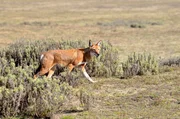 Äthiopien – Im Hochland der Wölfe: Äthiopischer Wolf in den Bale Mountains Äthiopien – Im Hochland der Wölfe: Äthiopischer Wolf in den Bale Mountains