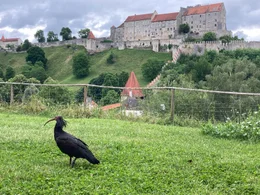 Waldrapp in Burghausen