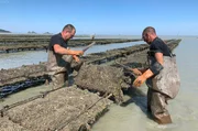 Die Austernzüchter aus Cancale kommen täglich zu ihren Muscheln, um sie zu bearbeiten: Wer eine schöne Auster verkaufen will, muss vorher auf sie einschlagen. Die Austernzüchter aus Cancale kommen täglich zu ihren Muscheln, um sie zu bearbeiten: Wer eine schöne Auster verkaufen will, muss vorher auf sie einschlagen.