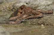 Ein Krake schlängelt sich zwischen den Felsen hindurch, taucht ins Becken ein und versetzt dessen Bewohner in Angst und Schrecken. Ein Krake schlängelt sich zwischen den Felsen hindurch, taucht ins Becken ein und versetzt dessen Bewohner in Angst und Schrecken.