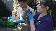Veterinarians examine a baby turtle