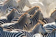 Eine Herde Zebras galoppiert entlang des Boteti River.