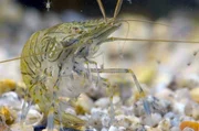 Ein Einsiedlerkrebs sucht während der Ebbe verzweifelt nach einer neuen Muschel. Ein Einsiedlerkrebs sucht während der Ebbe verzweifelt nach einer neuen Muschel.