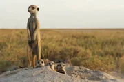 Ein erwachsenes Erdm&auml;nnchen betreut vier Jungtiere an ihrem Bau in den Makgadikgadi-Graslandschaften.