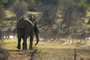 Ein Elefantenbulle treibt eine Zebraherde entlang des Boteti-Flusses.
