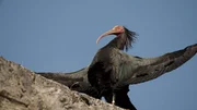 Waldrapp tankt Sonne auf Burgmauer. Waldrapp tankt Sonne auf Burgmauer.