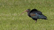 Waldrappe suchen auf gemähten Wiesen nach Insekten. Waldrappe suchen auf gemähten Wiesen nach Insekten.