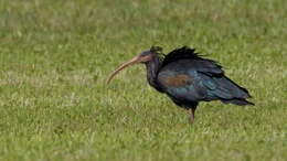 Waldrappe suchen auf gem&auml;hten Wiesen nach Insekten.
