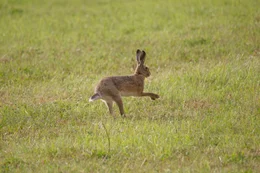 rabbit