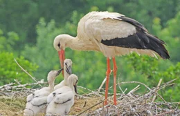 Storchenfamilienidylle: Noch wird im Nest der Wei&szlig;st&ouml;rche bei Sonnenschein gef&uuml;ttert. Wenn allerdings Gewitter aufziehen, liegt ihr Horst sehr exponiert.