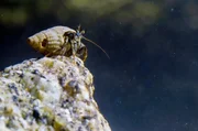 Die Überlebenschancen des Einsiedlerkrebses während der Ebbe stehen nicht schlecht: Er kann sich sowohl an Land als auch im Wasser fortbewegen. Die Überlebenschancen des Einsiedlerkrebses während der Ebbe stehen nicht schlecht: Er kann sich sowohl an Land als auch im Wasser fortbewegen.