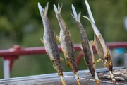 Renken aus dem Starnberger See als Steckerlfisch auf dem Grill. Renken aus dem Starnberger See als Steckerlfisch auf dem Grill.