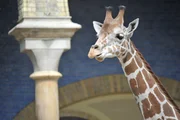ARD/rbb PANDA, GORILLA & CO., TEIL 221, "Geschichten aus dem Zoo Berlin und dem Tierpark Berlin", am Mittwoch um 16:10 Uhr im ERSTEN. Giraffenbulle Narok der Ältere hatte bislang das Sagen, doch der zwei Jahre jüngere Abasi beginnt langsam aufmüpfig zu werden und seine Kräfte mit ihm zu messen. ARD/rbb PANDA, GORILLA & CO., TEIL 221, "Geschichten aus dem Zoo Berlin und dem Tierpark Berlin", am Mittwoch um 16:10 Uhr im ERSTEN. Giraffenbulle Narok der Ältere hatte bislang das Sagen, doch der zwei Jahre jüngere Abasi beginnt langsam aufmüpfig zu werden und seine Kräfte mit ihm zu messen.
