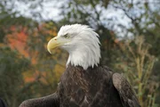 In Amerika lebt ein Verwandter des europäischen Seeadlers. Der berühmte Weißkopf-Seeadler ist das Wappentier der USA. In Amerika lebt ein Verwandter des europäischen Seeadlers. Der berühmte Weißkopf-Seeadler ist das Wappentier der USA.