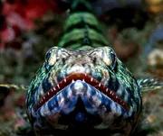 Eidechsenfisch. Eidechsenfisch.