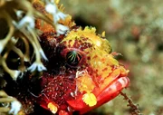 Gelber Skorpionfisch Gelber Skorpionfisch