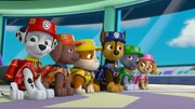 v.li.: Marshall, Zuma, Rubble, Chase, Rocky, Skye