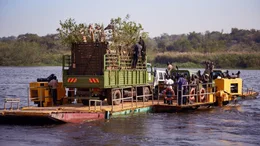 Eine Gruppe seltener Rothschild-Giraffen wird in Sicherheit gebracht: an einen Ort, wo noch nie zuvor eine Giraffe gewesen ist &ndash; &uuml;ber den Nil zu den Murchison Falls in Uganda.