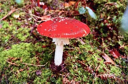 Ein ikonischer Waldbewohner voller Geschichten: Der Fliegenpilz f&uuml;hrt in verborgene Welten zwischen Natur, Kultur und Wissenschaft.