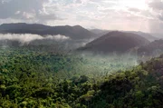 Kaum besiedelt, unberührt und wild: Die Regenwälder sind das grüne Herz Guyanas. Kaum besiedelt, unberührt und wild: Die Regenwälder sind das grüne Herz Guyanas.